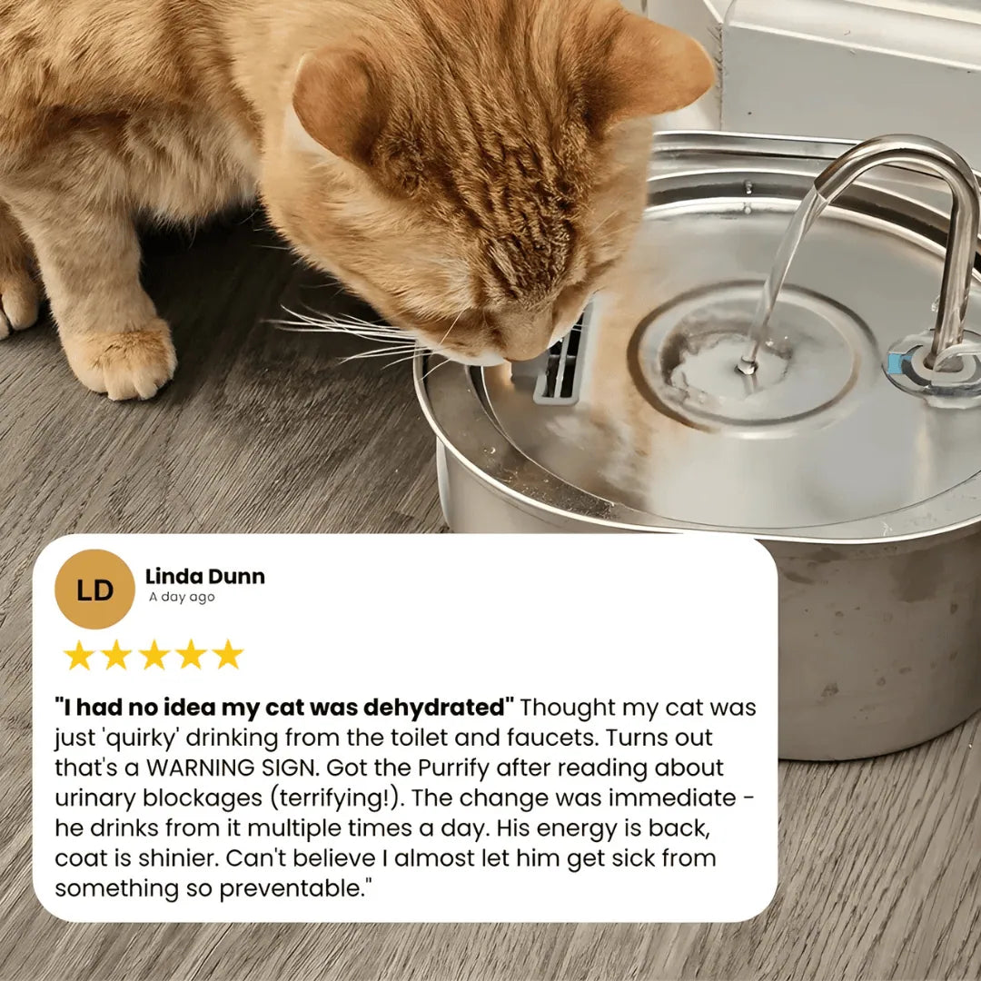 4 Month Kit: Purrify Fountain + 8 filter sets + FREE Gift 🎁